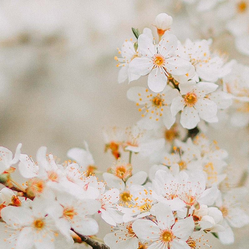 Apricot Blossom Image