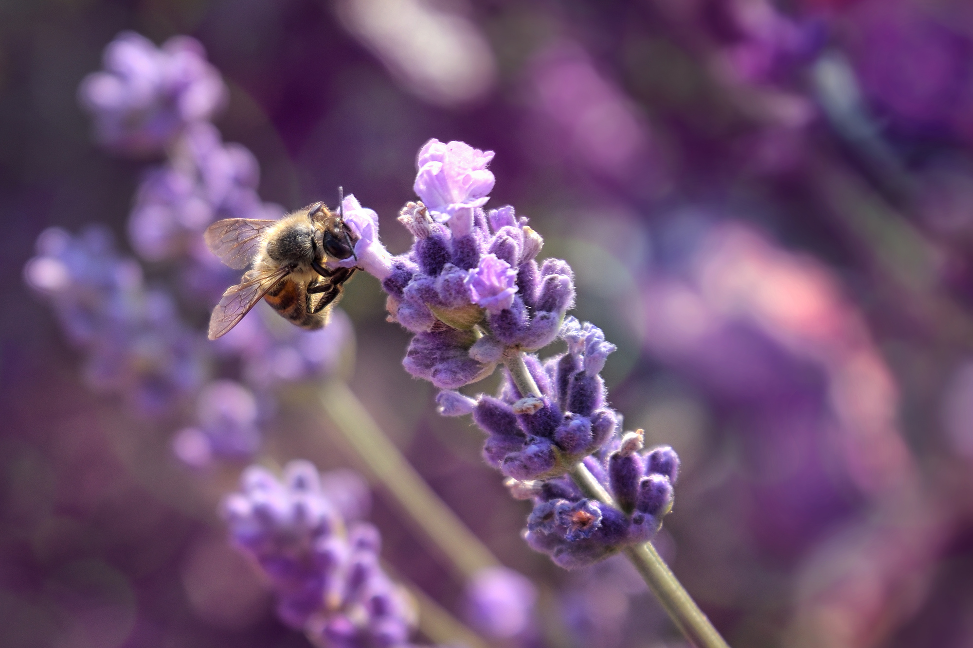 Lavender Plant Image